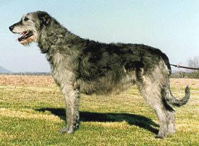 Kilderkin Falcarragh Doran | Irish Wolfhound 
