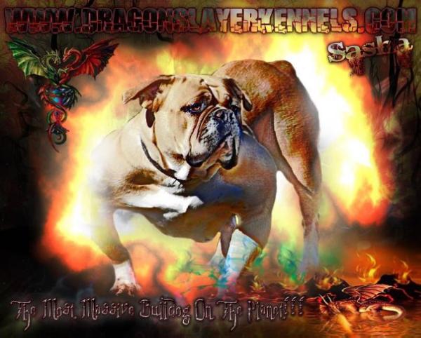 DragonSlayer's Sasha 2 of Davis | Olde English Bulldogge 