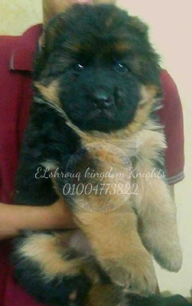 Crestin Elshrouq Kingdom Knights | German Shepherd Dog 