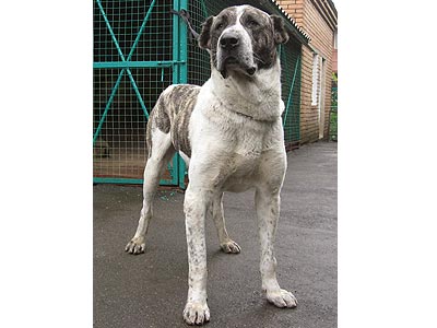 YANYCHAR | Central Asian Shepherd Dog 
