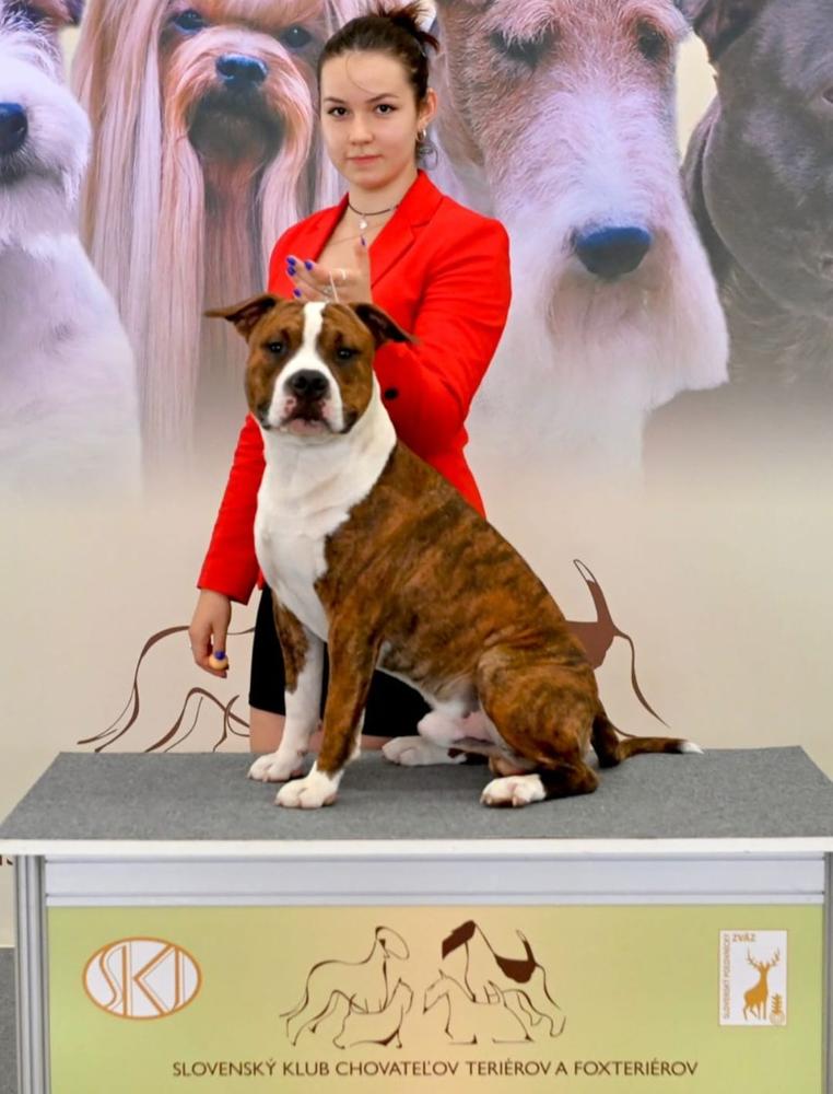 VIN-Vi Mini Big Dog | American Staffordshire Terrier 