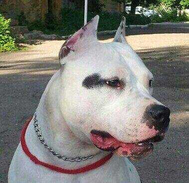 Kaluzhskiy Talisman Voskhodyaschaya Zvezda | American Staffordshire Terrier 