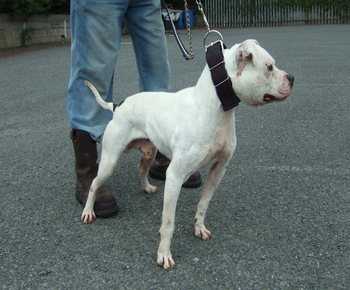 Cyborg's Troy | Staffordshire Bull Terrier 