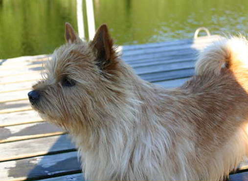 Vidocq Du Pre De La Croix Verte | Norwich Terrier 