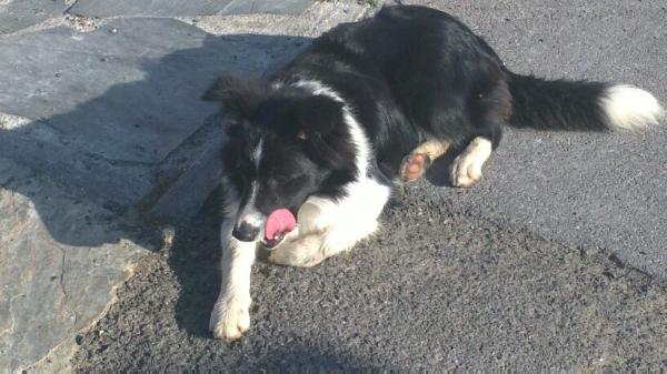 andromeda de cisca | Border Collie 