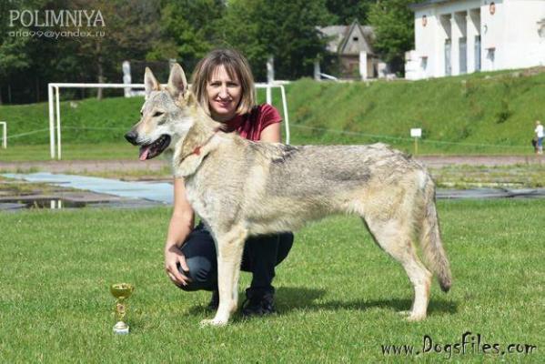 Aida epohi viktorii iz vitairii | Czechoslovakian Wolfdog 