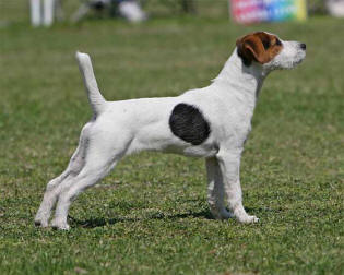 Conquest Sizzle | Jack Russell Terrier 