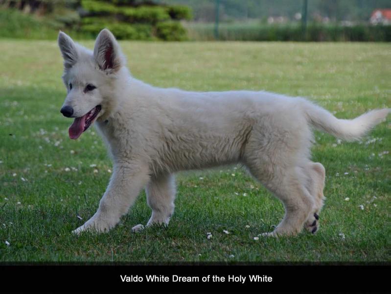 Valdo White Dream of the Holy White | White Swiss Shepherd Dog 