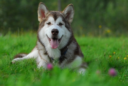 INDIAN UKLUK Illa Kuvianartok | Alaskan Malamute 