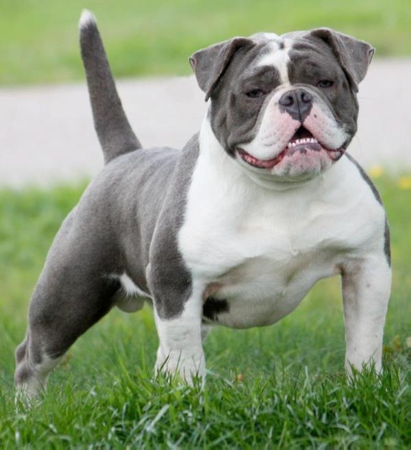 Bullforce Sharky | Olde English Bulldogge 