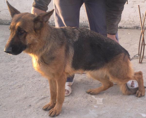 Afra vom Haus Iskander | German Shepherd Dog 