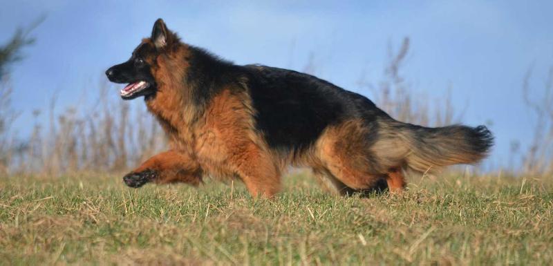 Diana vom Ermeland | German Shepherd Dog 