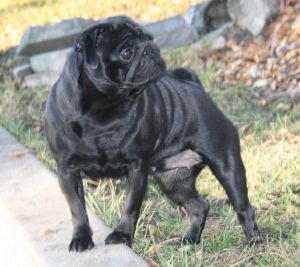 Nevia orlleo spogus | Pug 