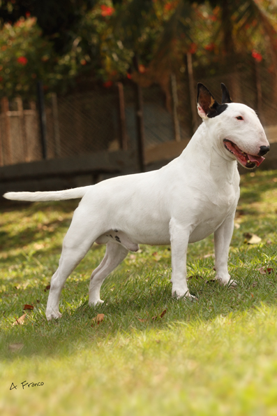 Cinderella Man at Credetta | Bull Terrier 