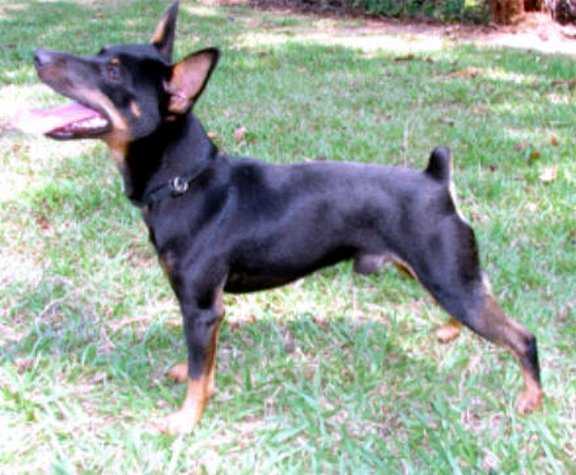 Cal Val Li'l Mr Big | Rat Terrier 