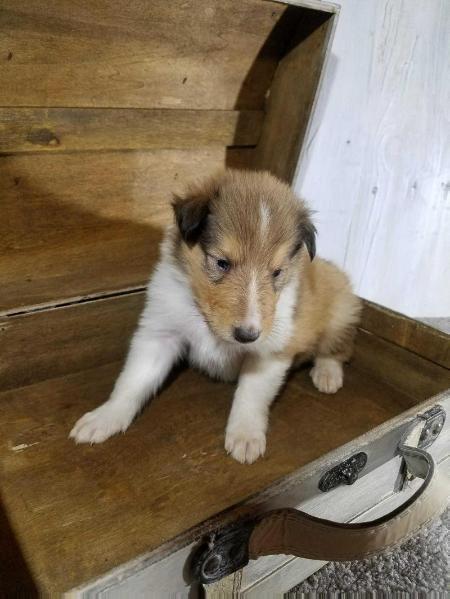 Planet K9 Aden | Rough Collie 