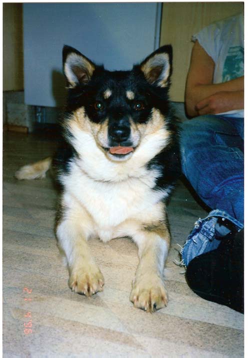Gerplu Héla | Icelandic Sheepdog 