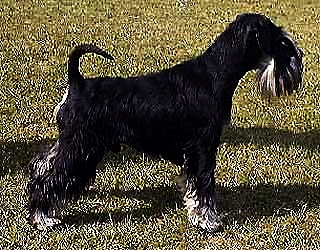 DOLLAR de Ianca | Miniature Schnauzer 