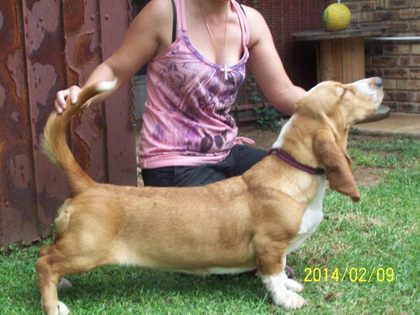 Lagen Nardia | Basset Hound 