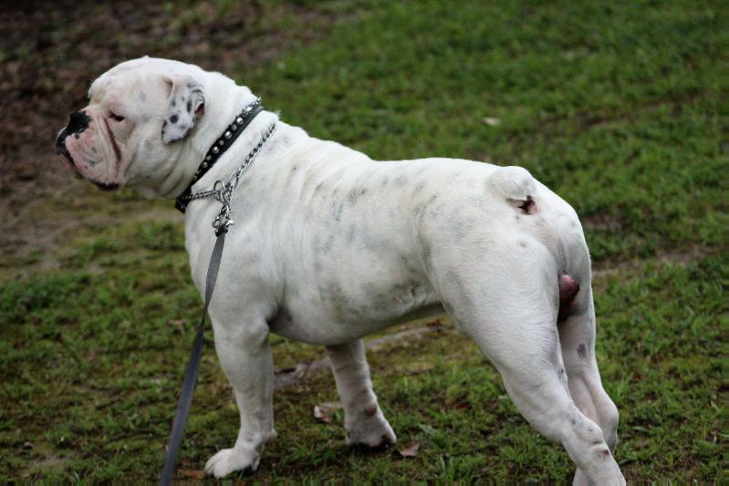 SBD's Blanco Diamond | Olde English Bulldogge 