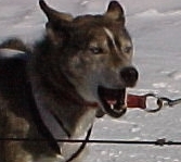 Sepp-Lok’s Wilderness Image | Siberian Husky 