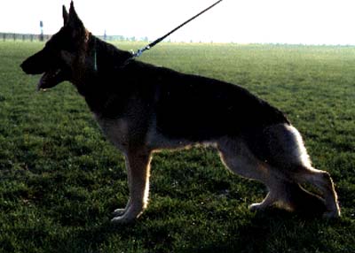 Douglas vom Roten Feld | German Shepherd Dog 