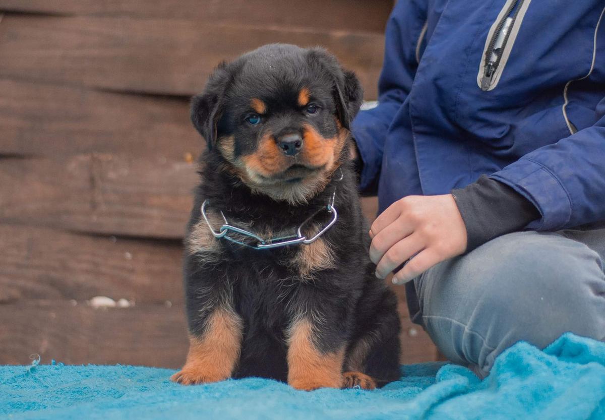 Sau Teren | Rottweiler 