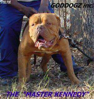 Steeletoe's Master Kennedy | Olde English Bulldogge 