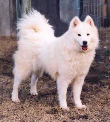 Abakan Apple Brown Betty | Samoyed 