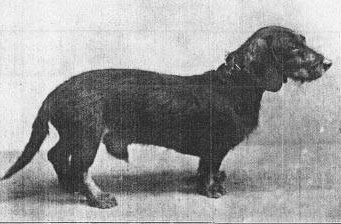 Murx vom Rosengarten | Dachshund 