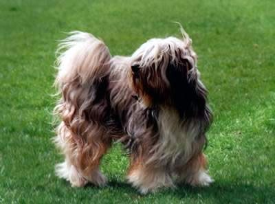 GORKYAI HA-LAM DI KHA-MO | Tibetan Terrier 