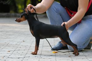 Fortis et Liber Amelie Poulain | Miniature Pinscher 