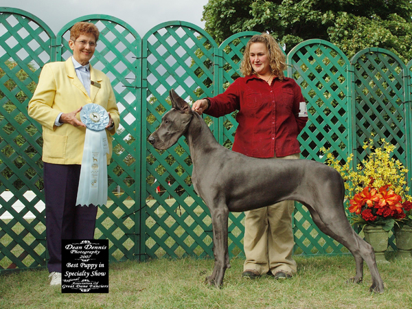 Dantrydanes La Belle Vive | Great Dane 