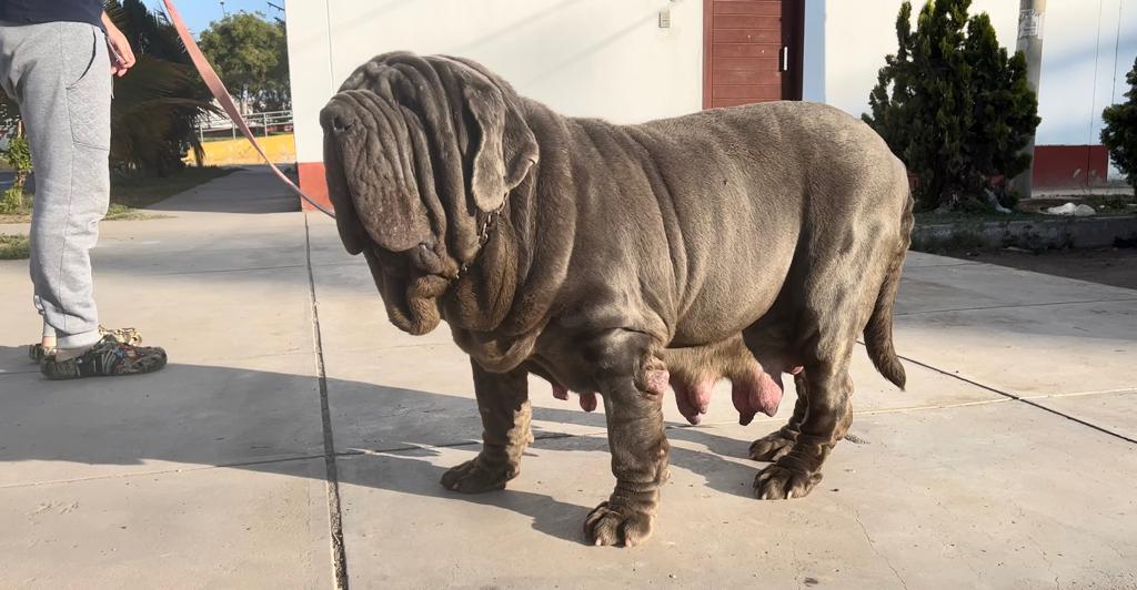 SONNY DI FONDO ANFOSSI | Neapolitan Mastiff 