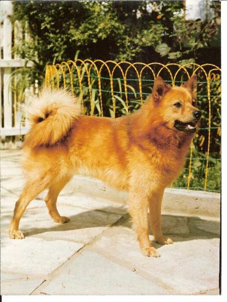 Cullabine SORREL | Finnish Spitz 