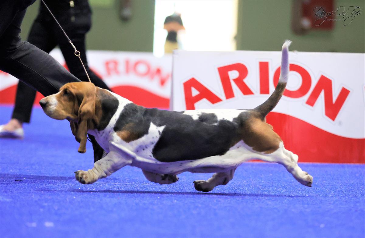 Queen of Crazy Party (Farias/Osorio) | Basset Hound 