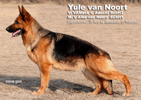 Yule van Noort | German Shepherd Dog 
