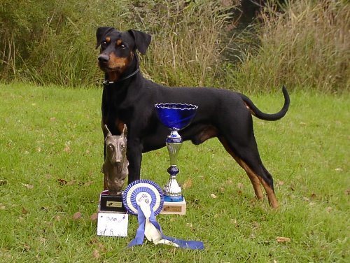 HENRY von der Rheinebene | German Pinscher 