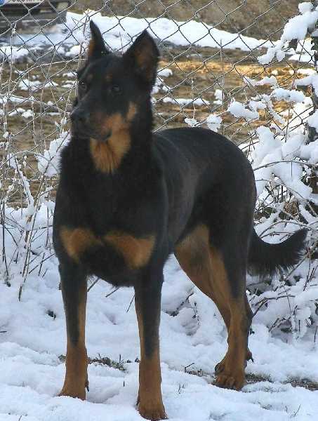 Uxem Du perouet | Beauceron 