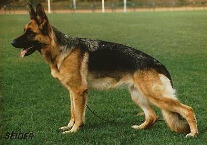 Pola vom Schornfelsen | German Shepherd Dog 