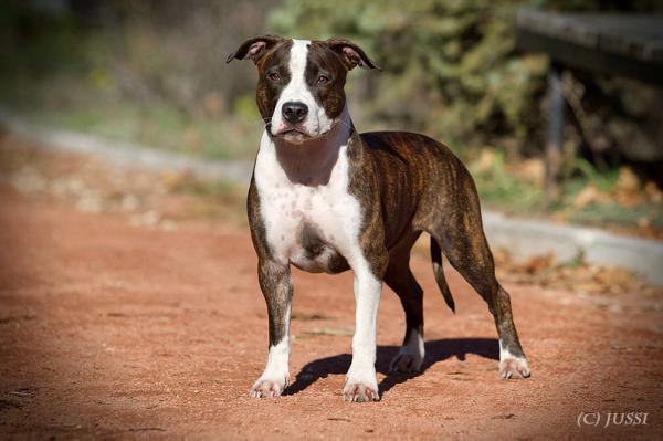 Esteban Spain Iz Doma Lankaster | American Staffordshire Terrier 
