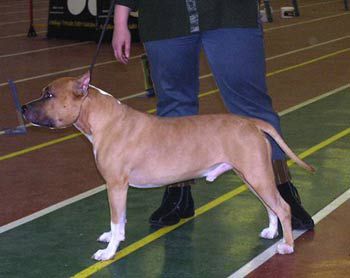 Vaiz Meil ot Bel Fiet | American Staffordshire Terrier 