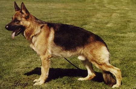 Vatikan von Bad-Boll | German Shepherd Dog 