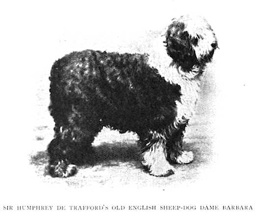 Dame Barbara [Sir Humphrey de Trafford's] | Old English Sheepdog 