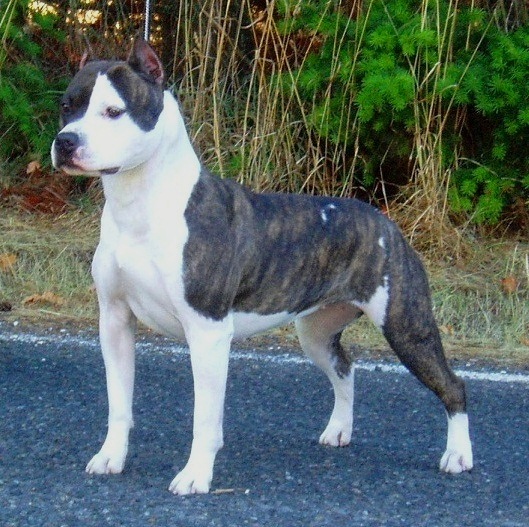 Alpine's Gold Digger | American Staffordshire Terrier 