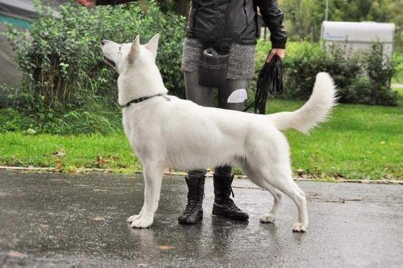 Idaho Nubika | White Swiss Shepherd Dog 