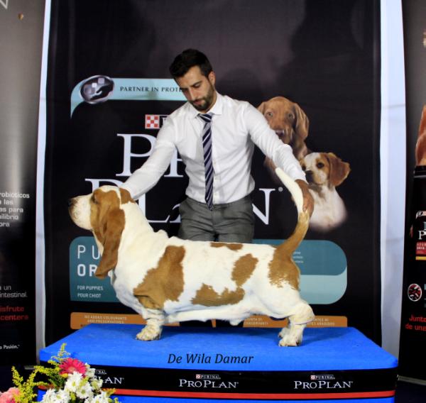 Birmingham de Wila Damar | Basset Hound 