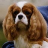 Craigowl Dixon | Cavalier King Charles Spaniel 