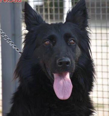 Roze von adios | German Shepherd Dog 