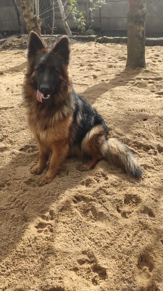 LUKRECJA Urban Team | German Shepherd Dog 